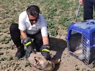 نجات فوری شغال زخمی در فیروزآباد با همت شهروندان